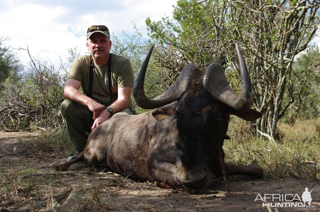 South Africa Hunting Black Wildebeest