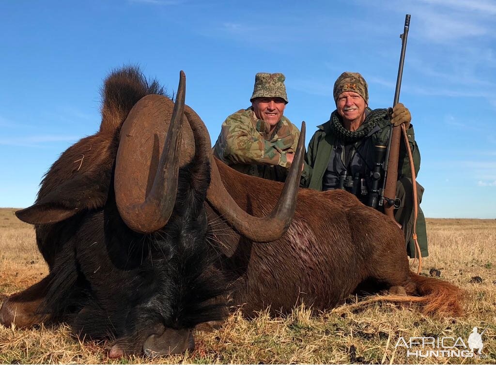 South Africa Hunting Black Wildebeest