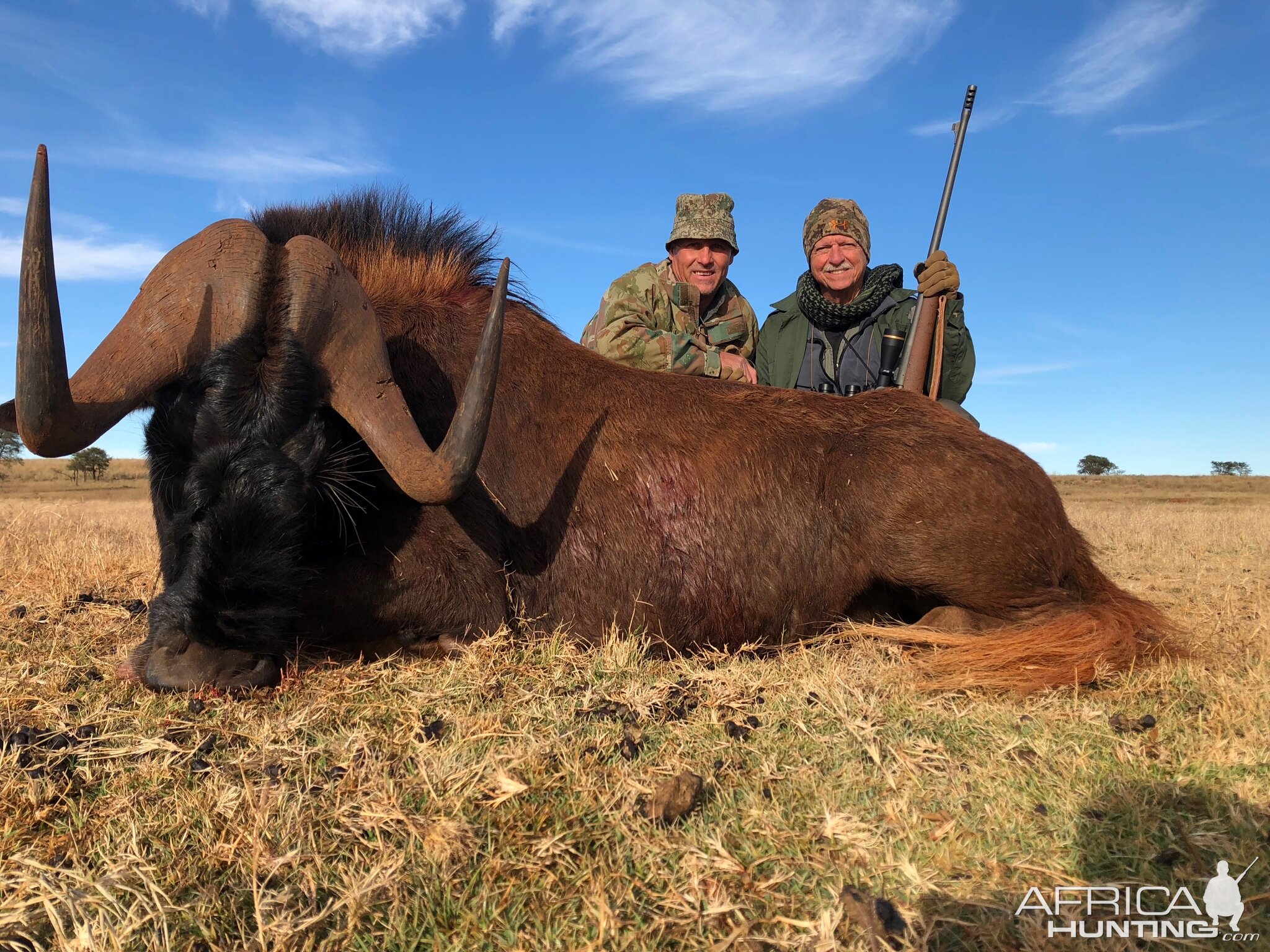 South Africa Hunting Black Wildebeest