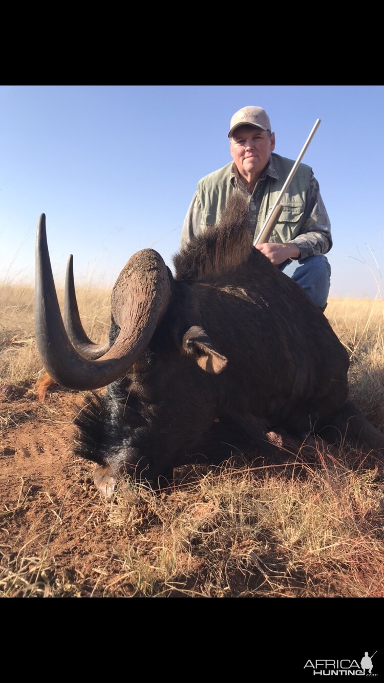 South Africa Hunting Black Wildebeest