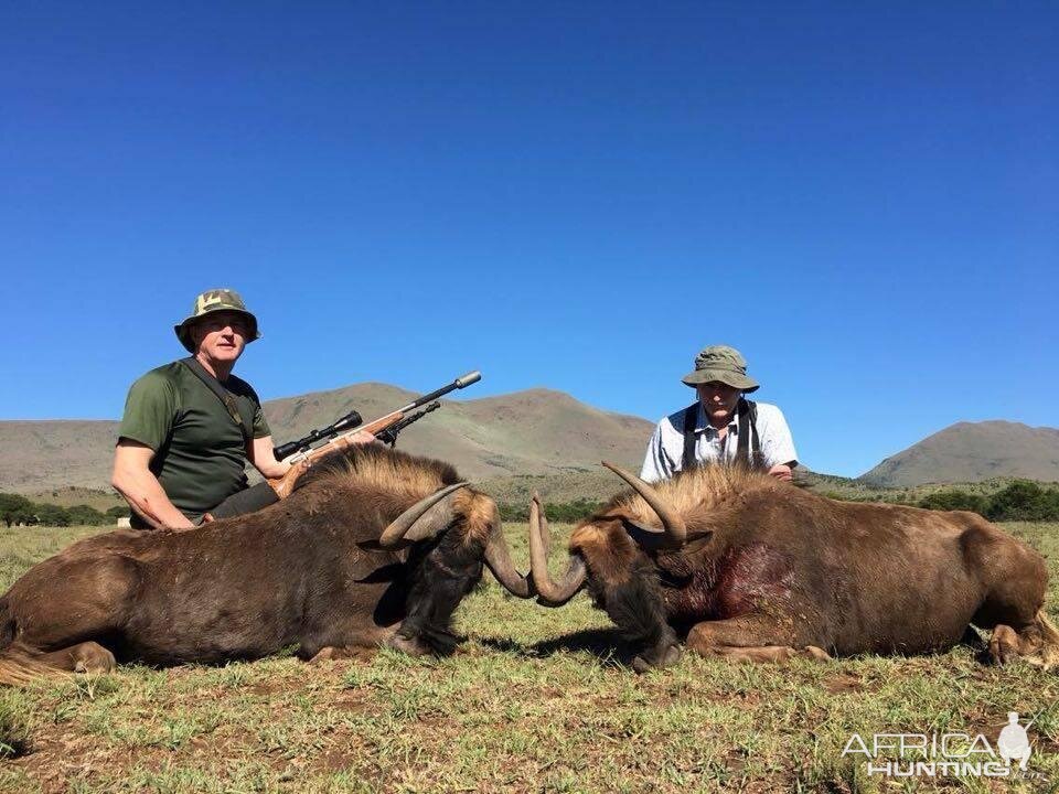 South Africa Hunting Black Wildebeest