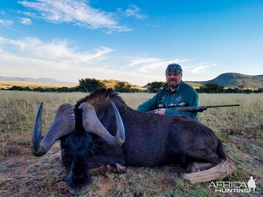 South Africa Hunting Black Wildebeest