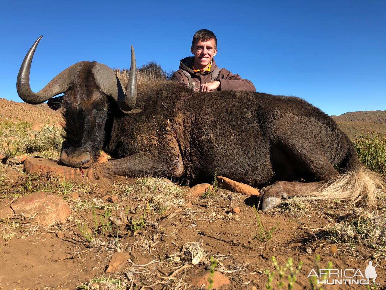 South Africa Hunting Black Wildebeest