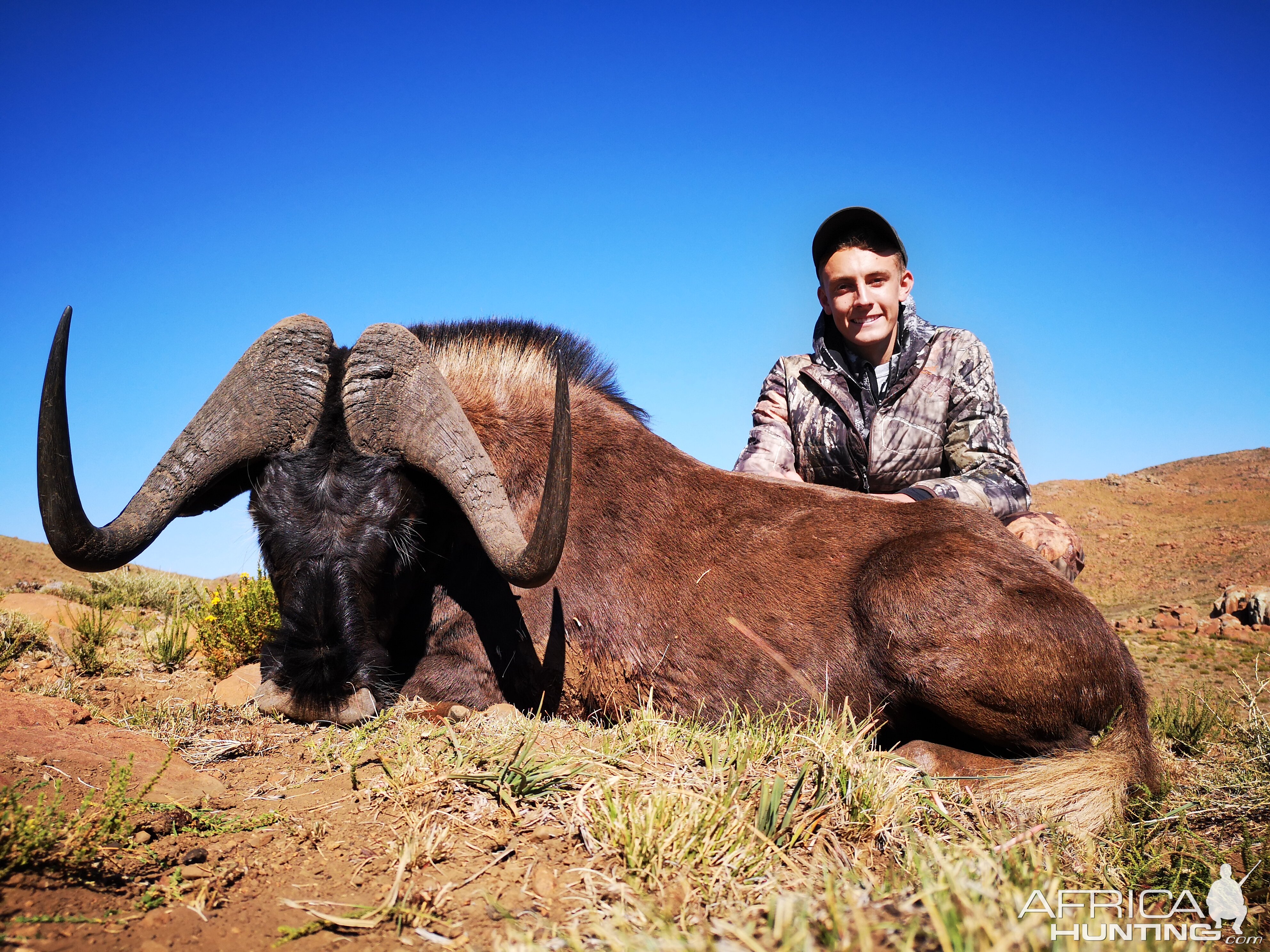 South Africa Hunting Black Wildebeest