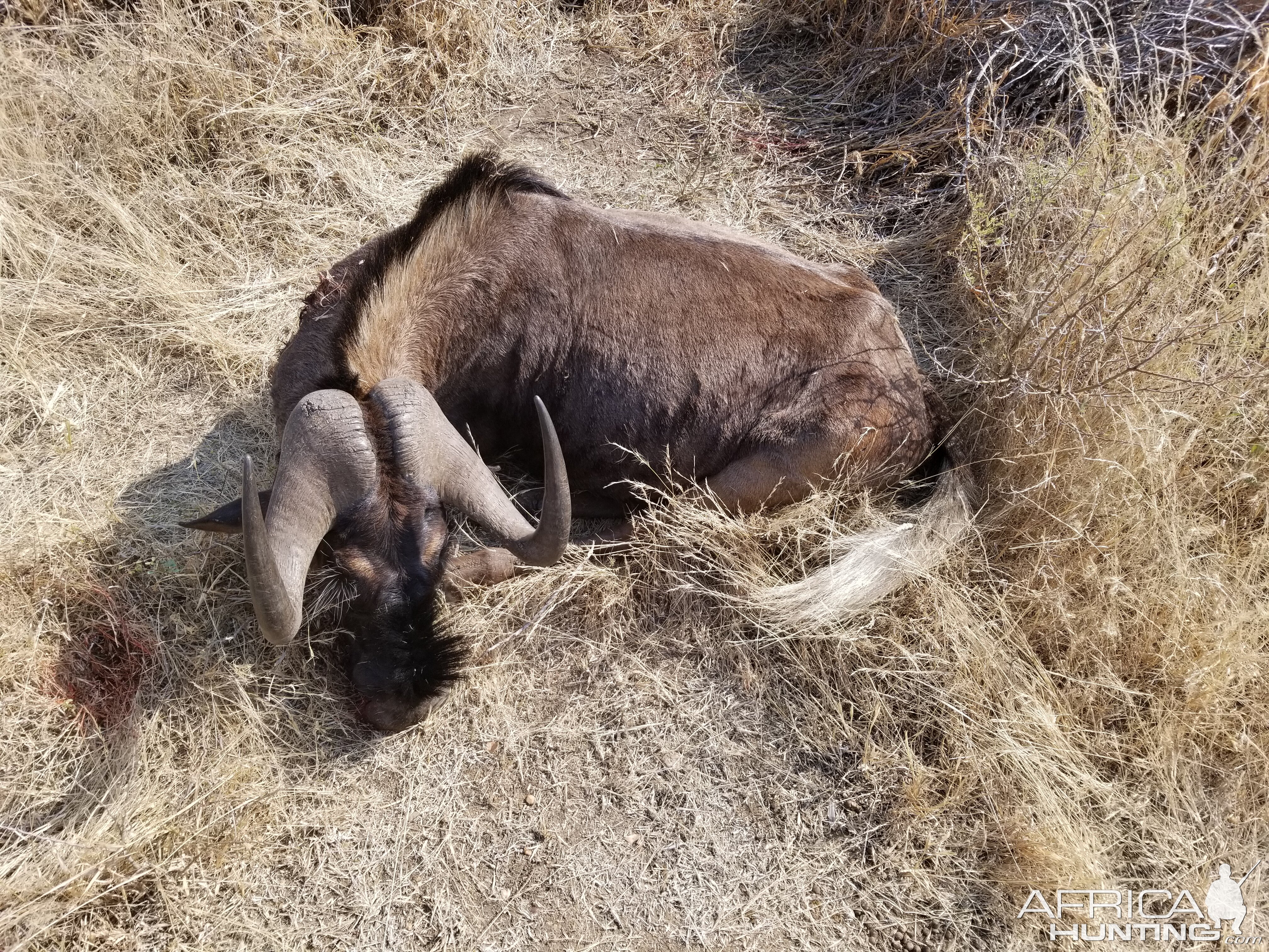 South Africa Hunting Black Wildebeest