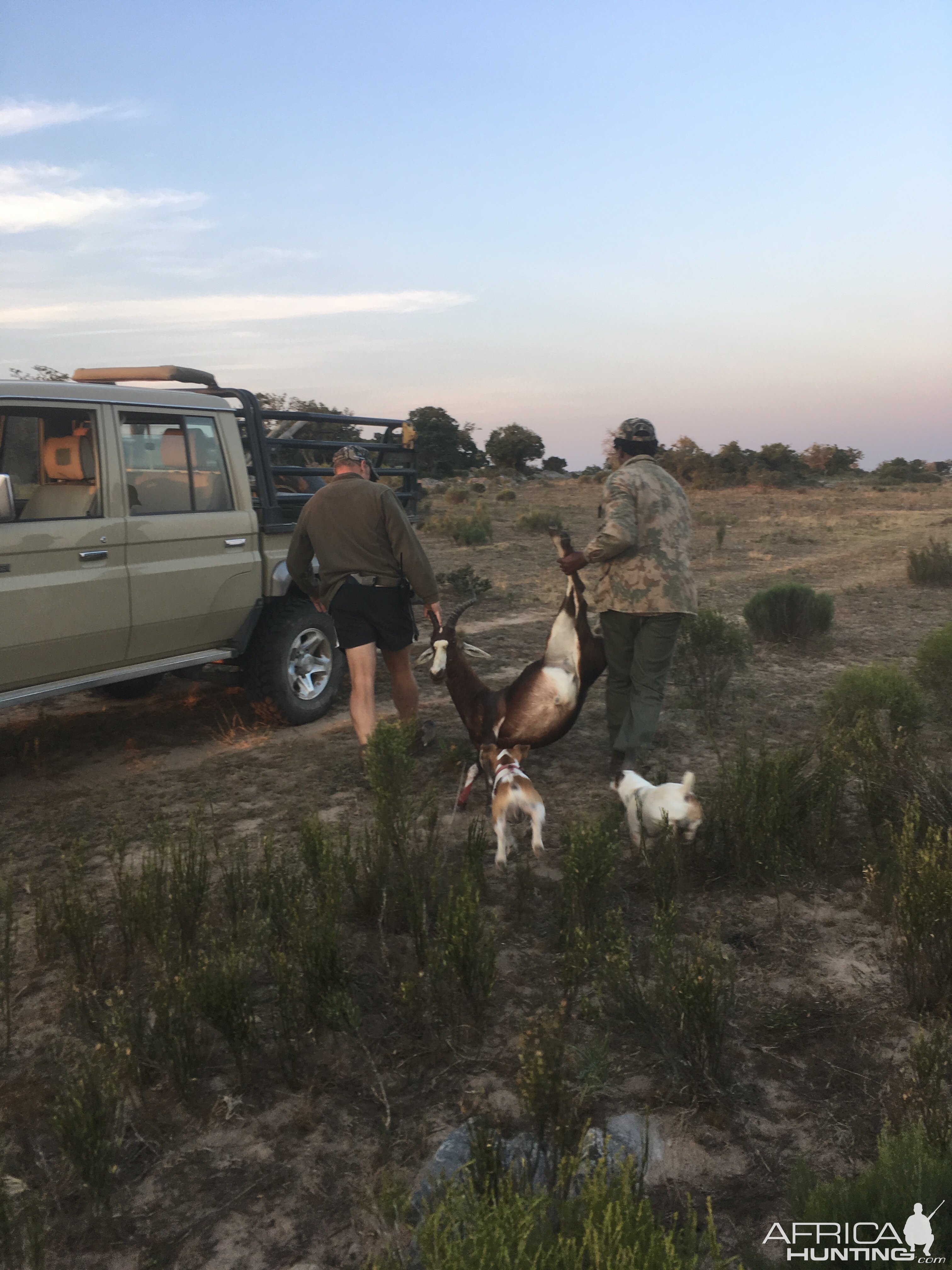 South Africa Hunting Blesbok