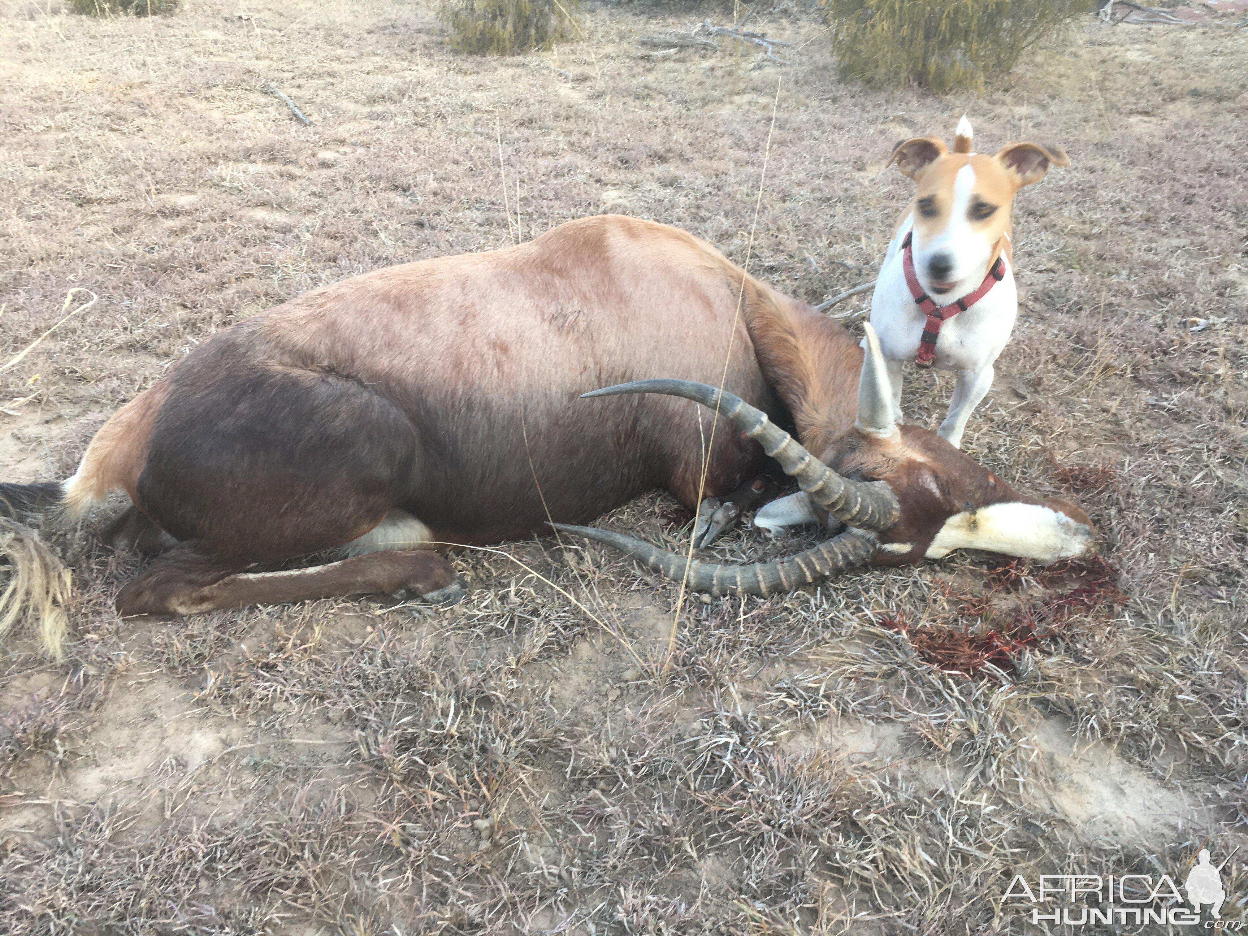 South Africa Hunting Blesbok