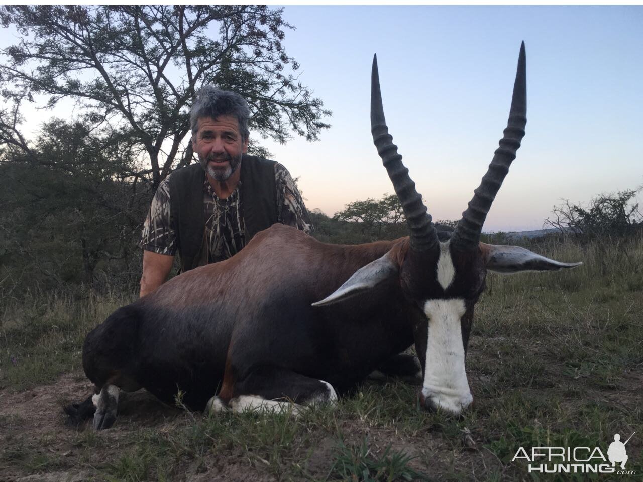 South Africa Hunting Blesbok