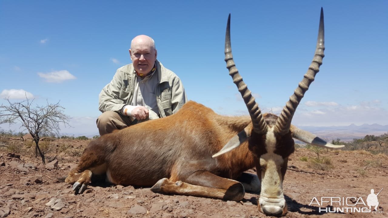 South Africa Hunting Blesbok