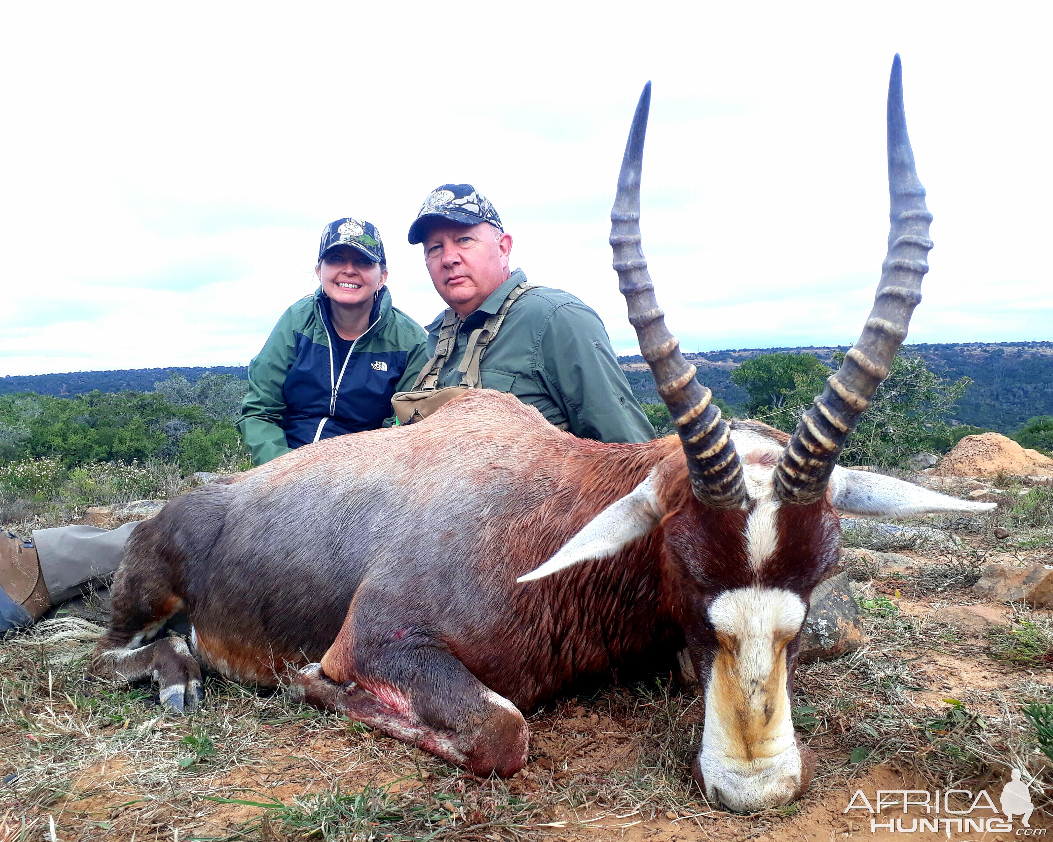 South Africa Hunting Blesbok