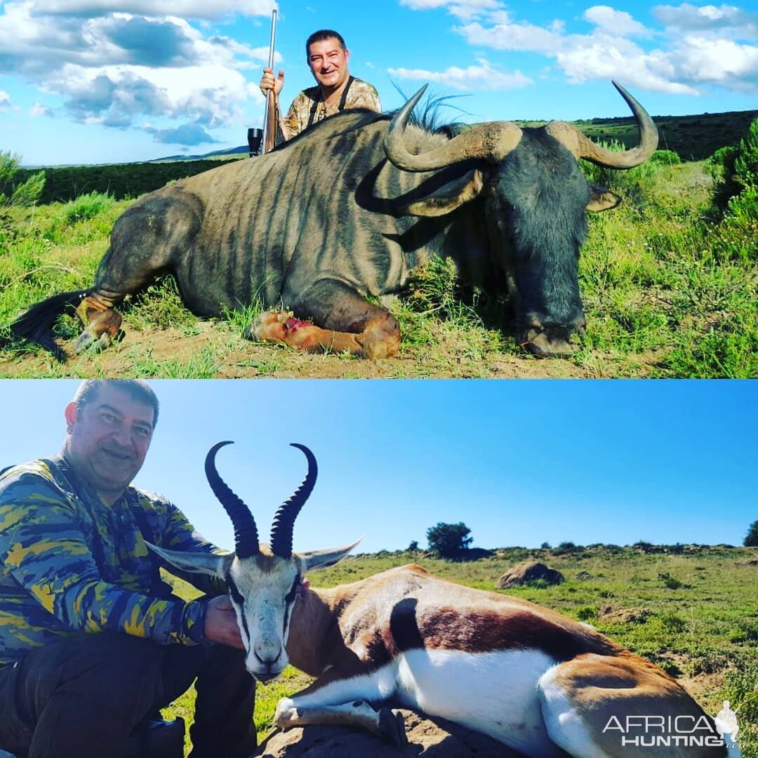 South Africa Hunting Blue Wildebeest & Springbok