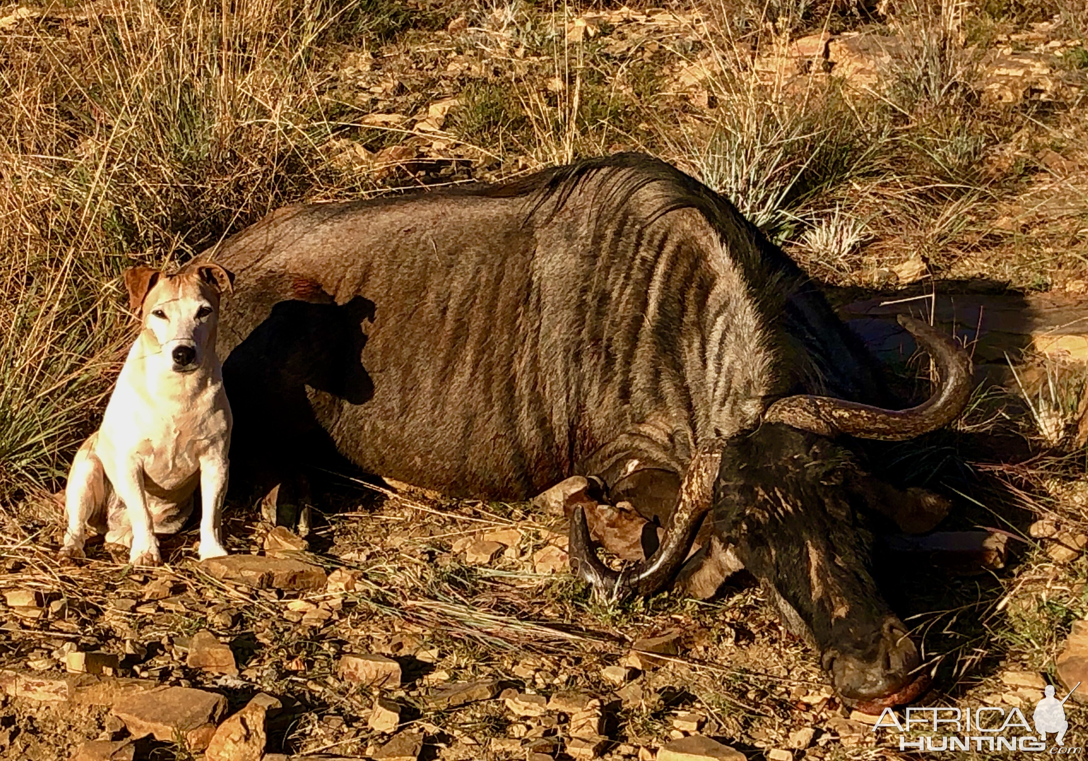 South Africa Hunting Blue Wildebeest