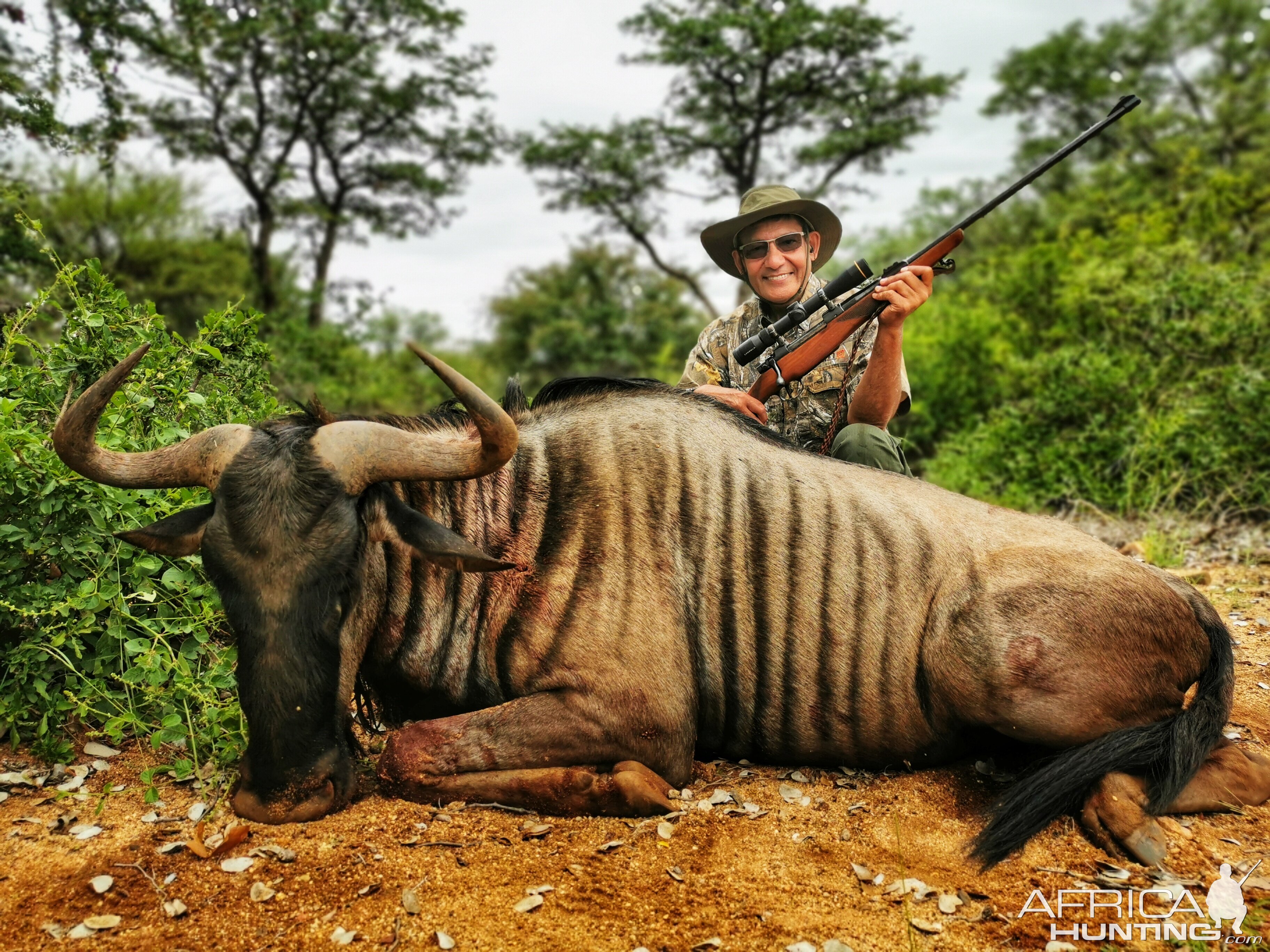 South Africa Hunting Blue Wildebeest