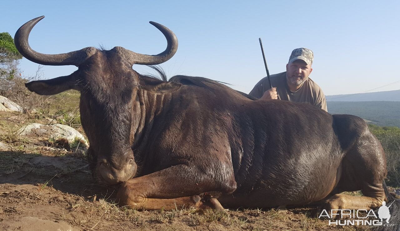 South Africa Hunting Blue Wildebeest