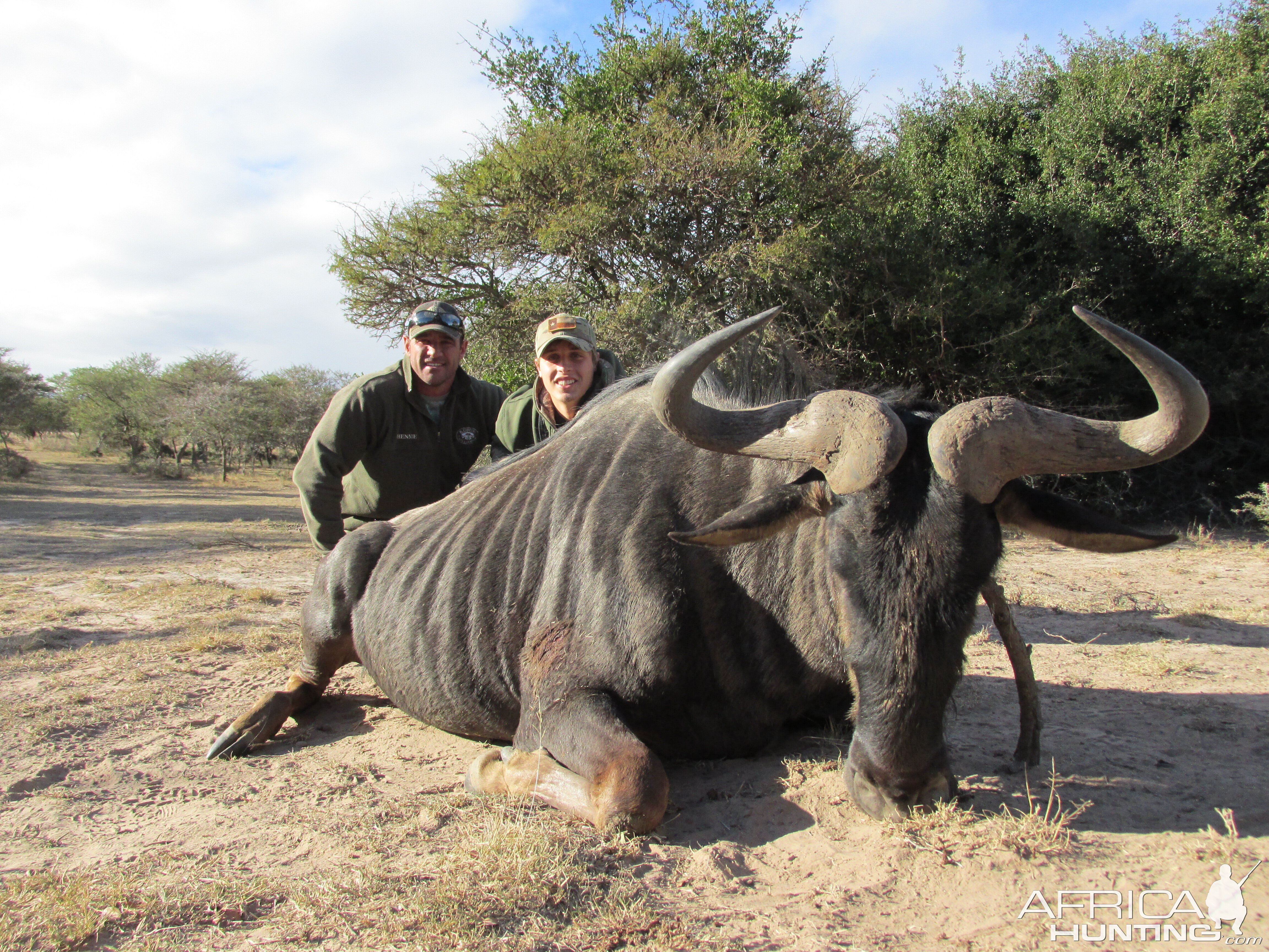 South Africa Hunting Blue Wildebeest