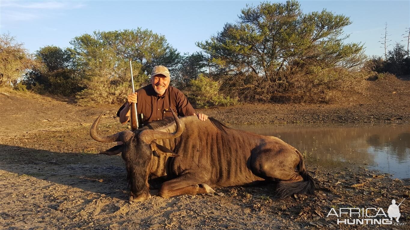 South Africa Hunting Blue Wildebeest