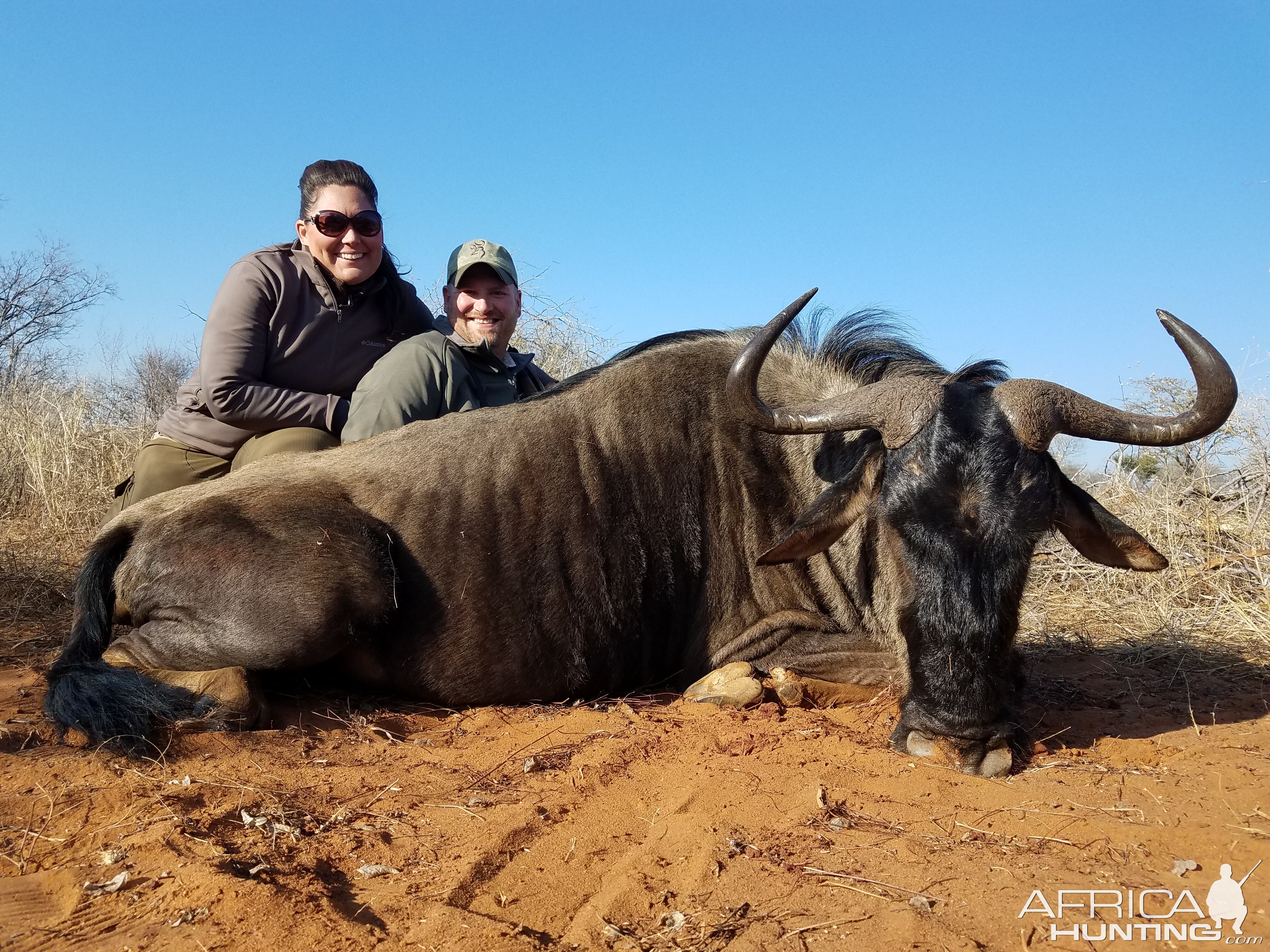 South Africa Hunting Blue Wildebeest