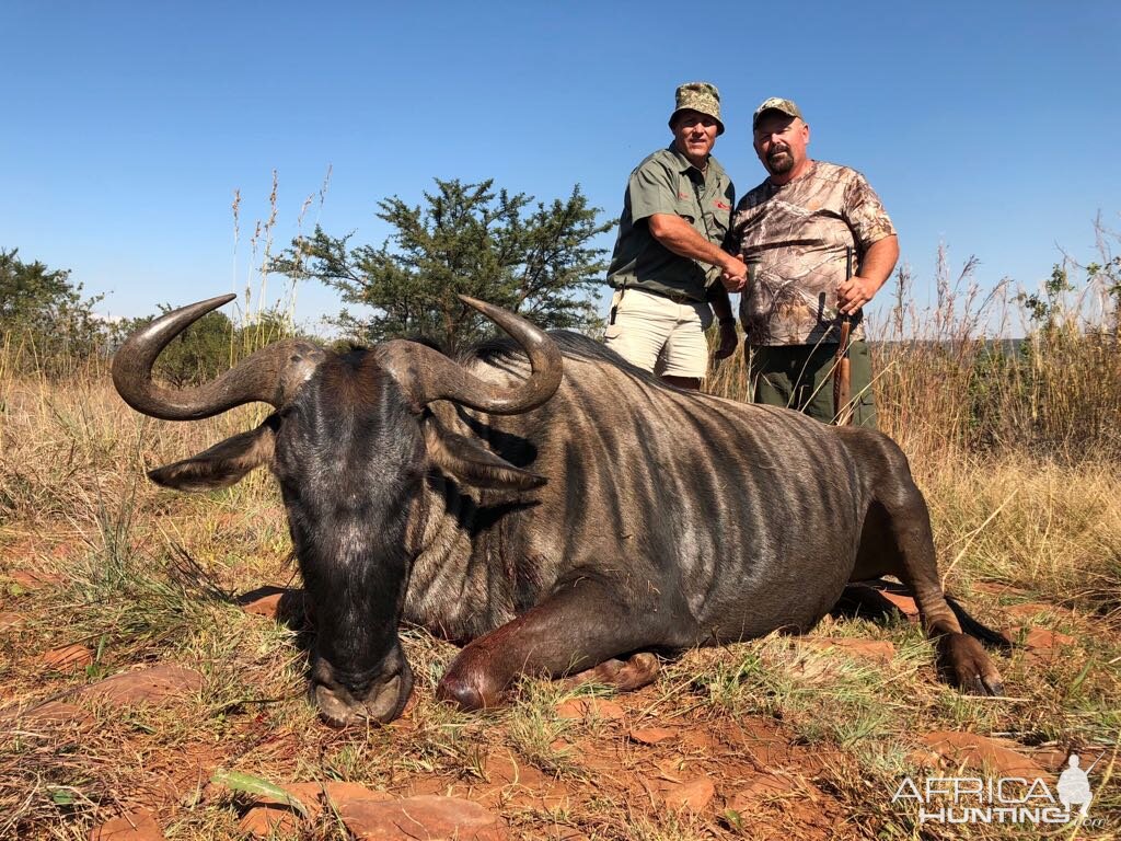 South Africa Hunting Blue Wildebeest