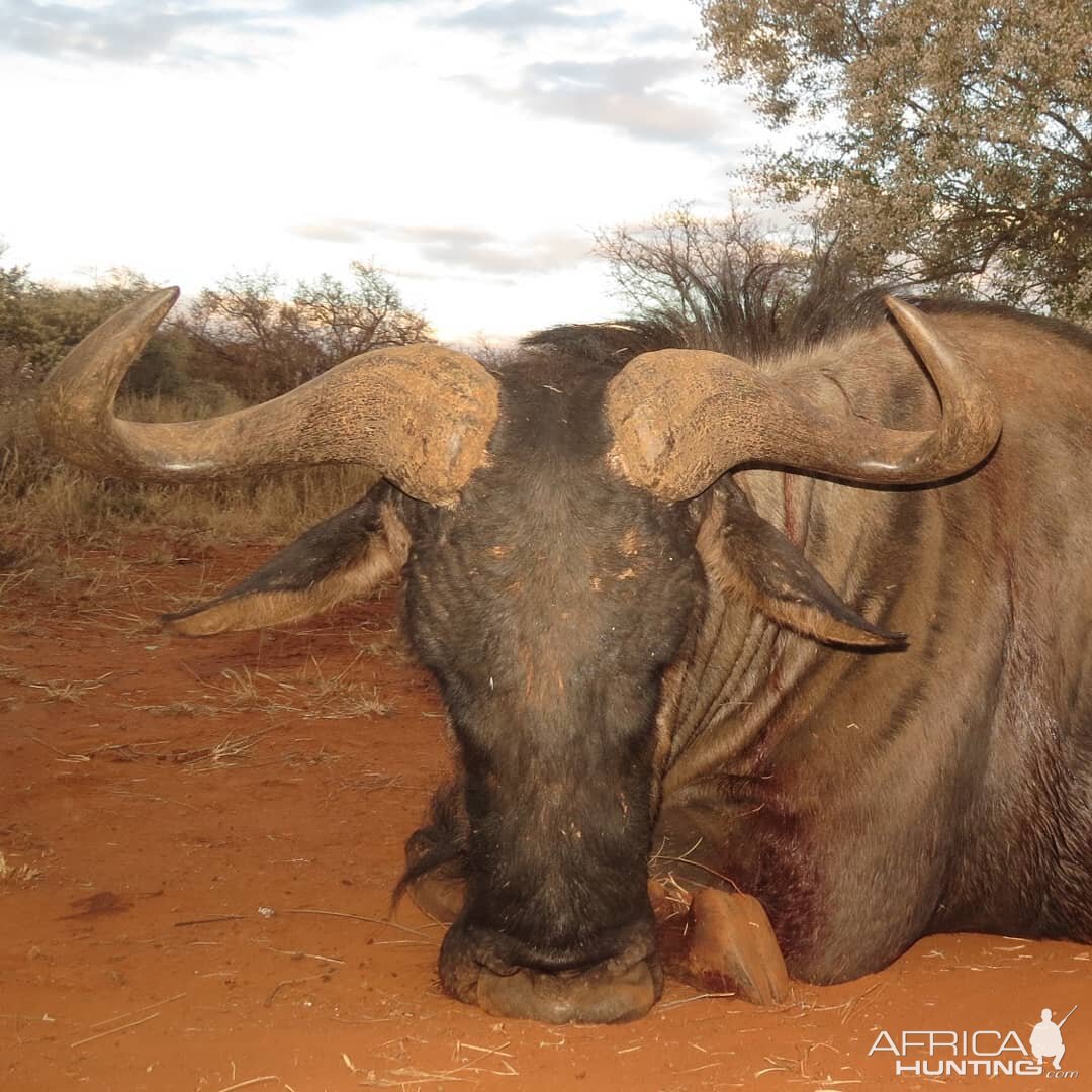 South Africa Hunting Blue Wildebeest