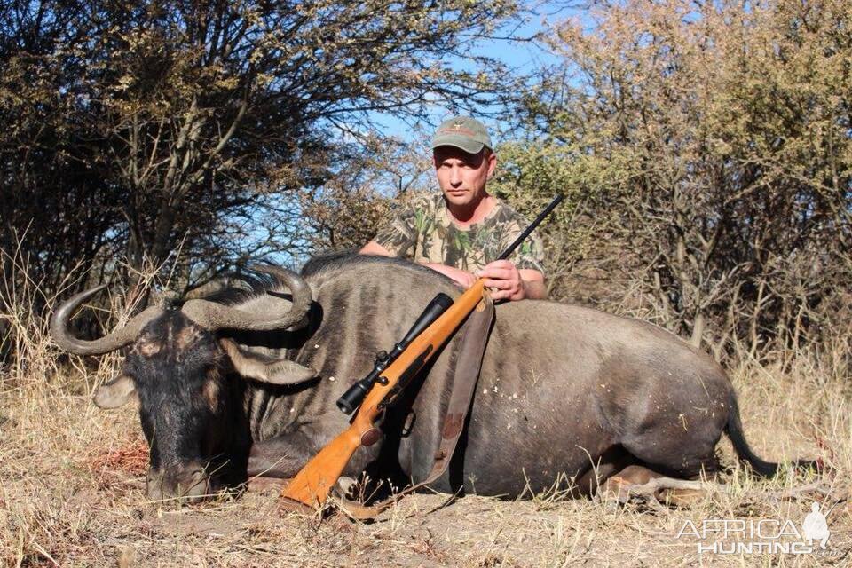 South Africa Hunting Blue Wildebeest