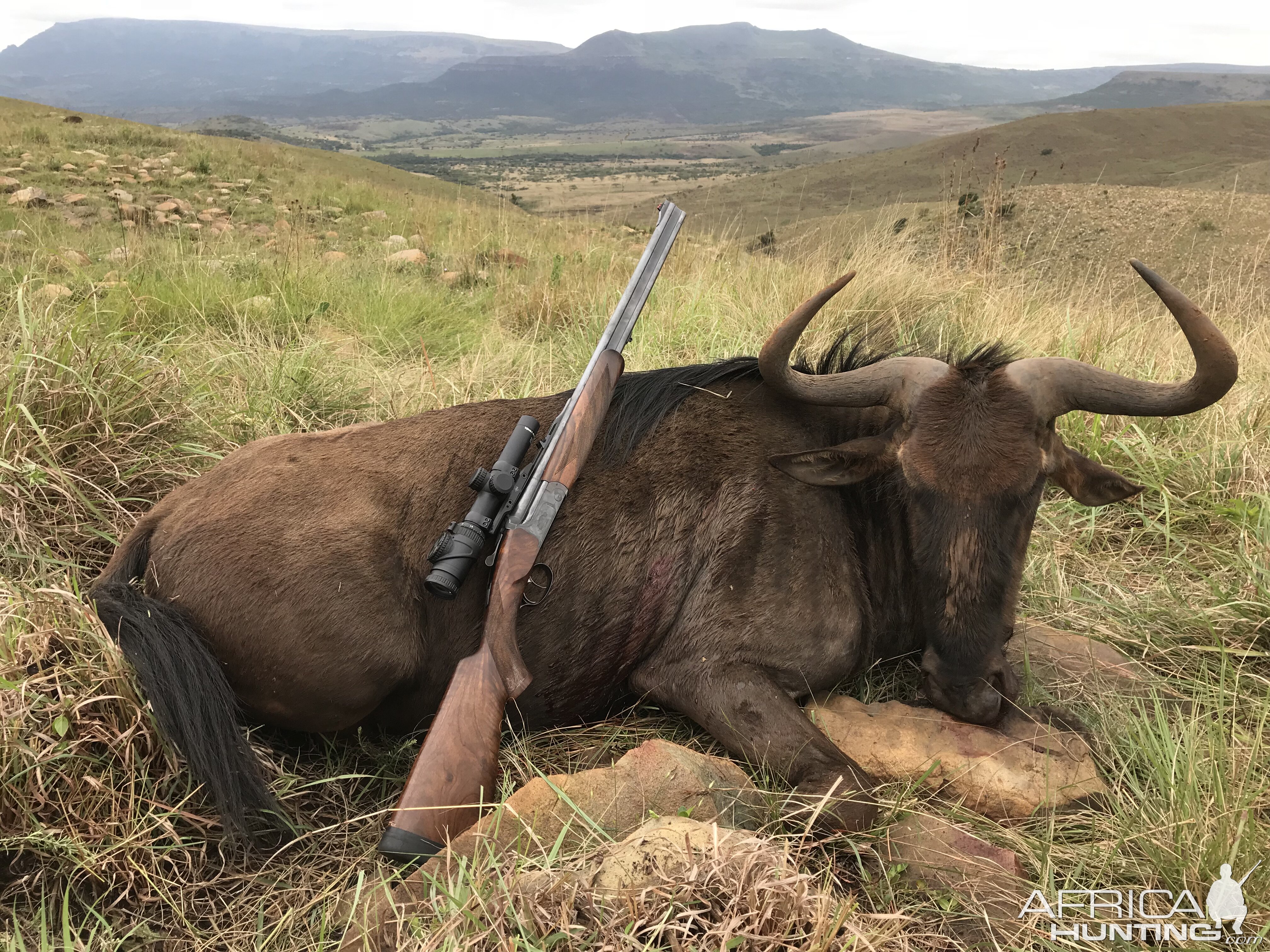 South Africa Hunting Blue Wildebeest