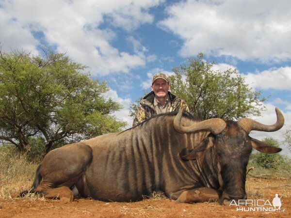 South Africa Hunting Blue Wildebeest