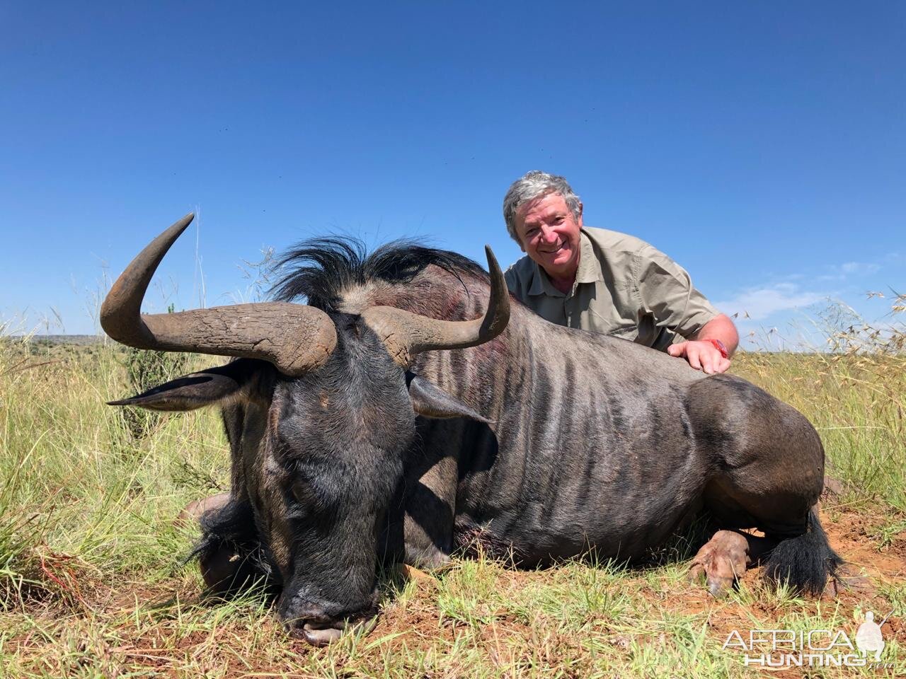 South Africa Hunting Blue Wildebeest