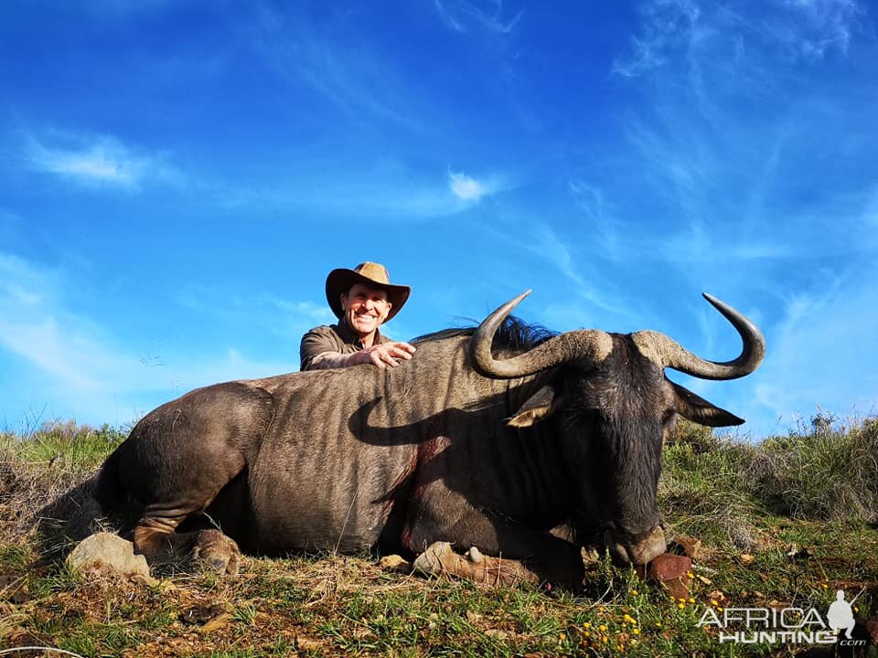 South Africa Hunting Blue Wildebeest