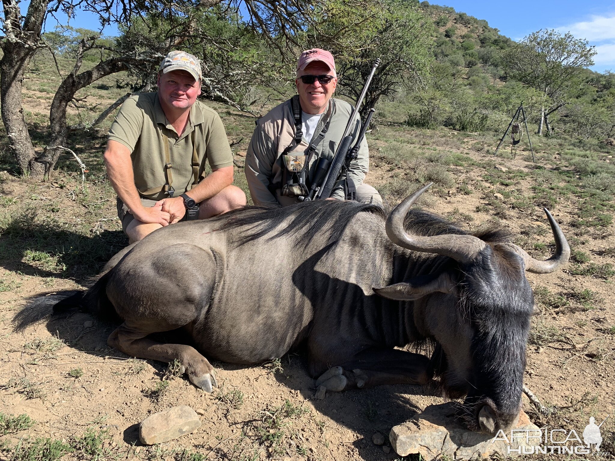 South Africa Hunting Blue Wildebeest