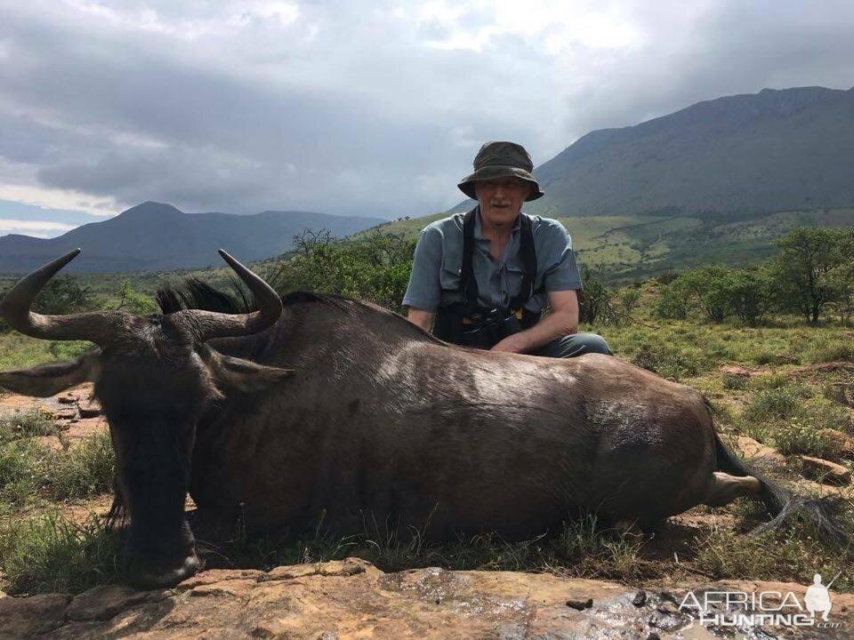 South Africa Hunting Blue Wildebeest