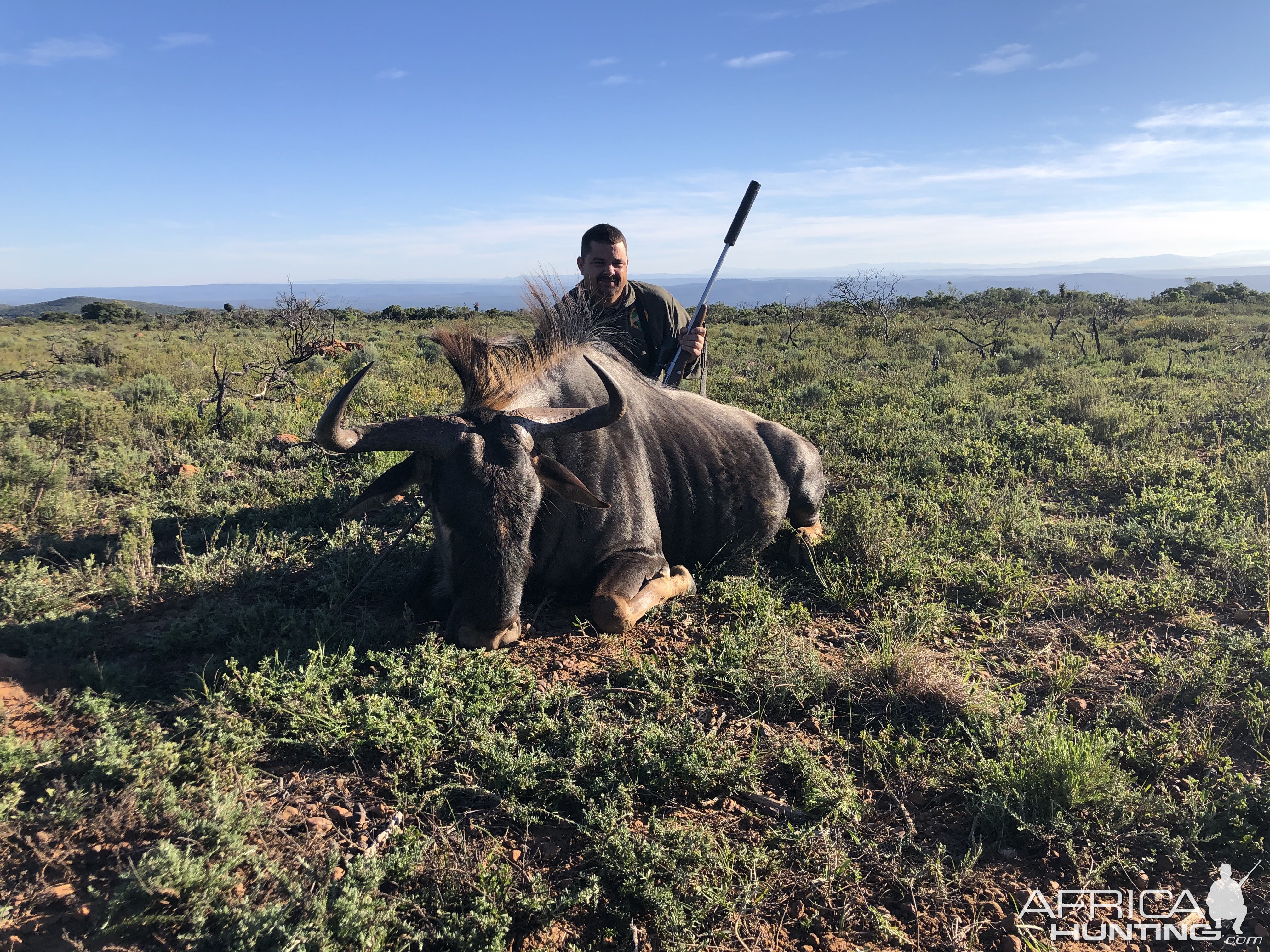 South Africa Hunting Blue Wildebeest