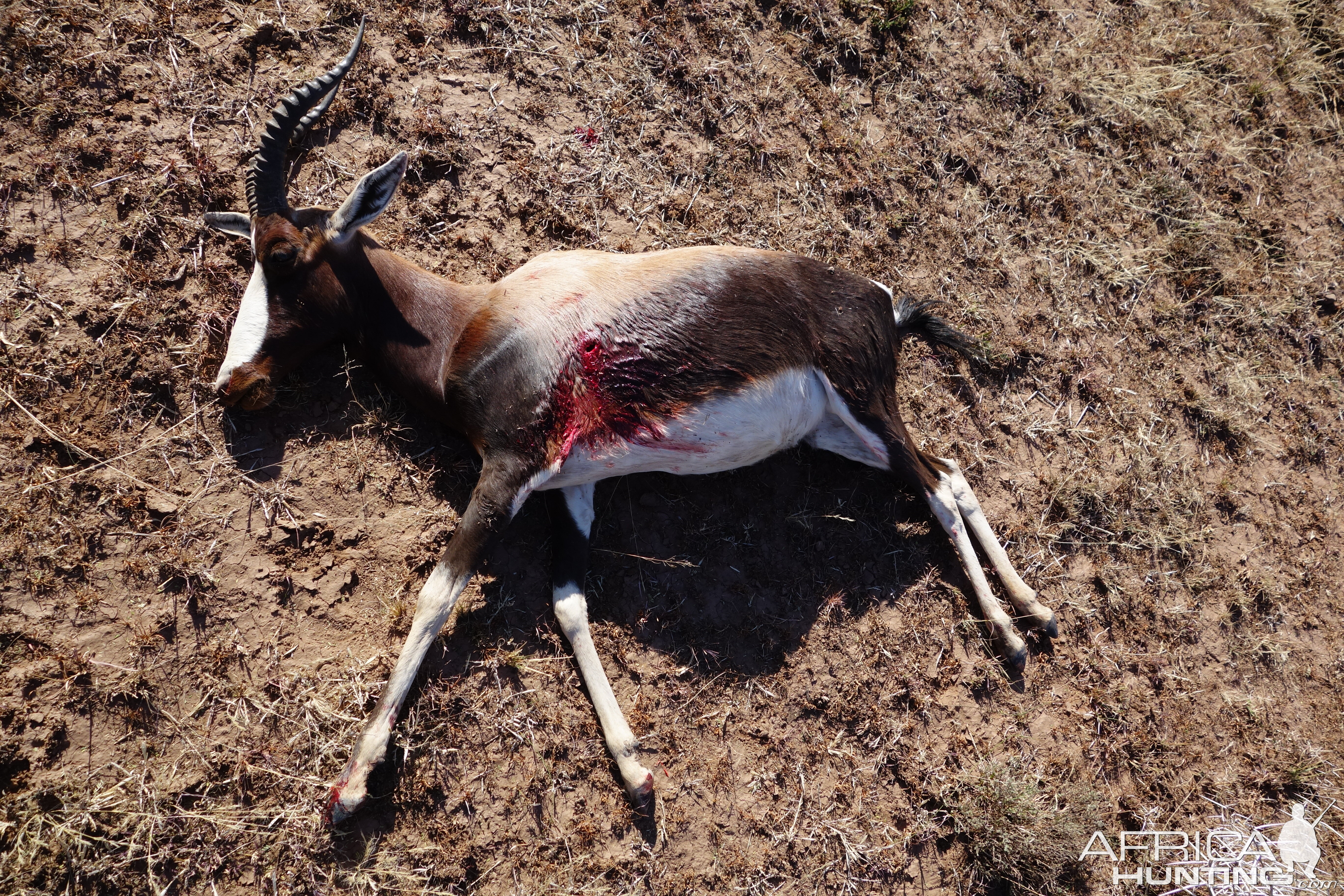 South Africa Hunting Bontebok