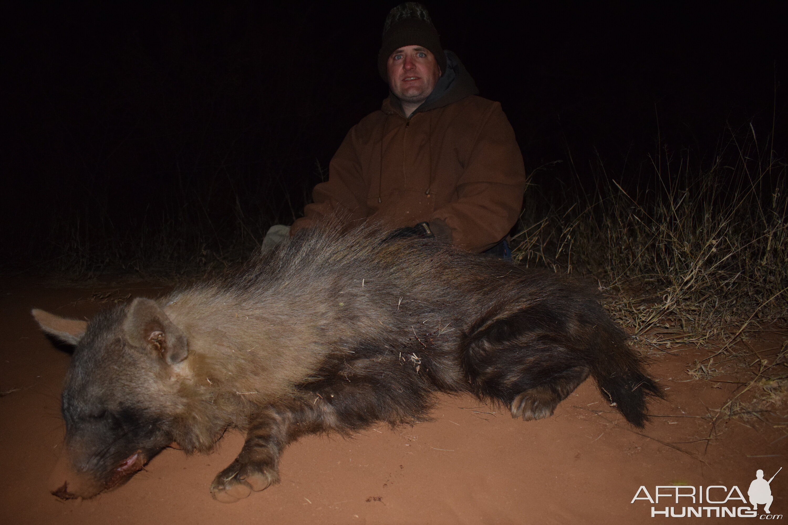 South Africa Hunting Brown Hyena