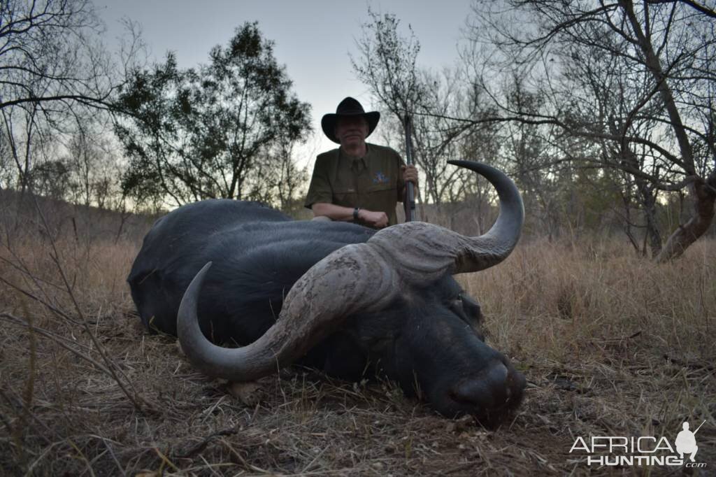 South Africa Hunting Buffalo