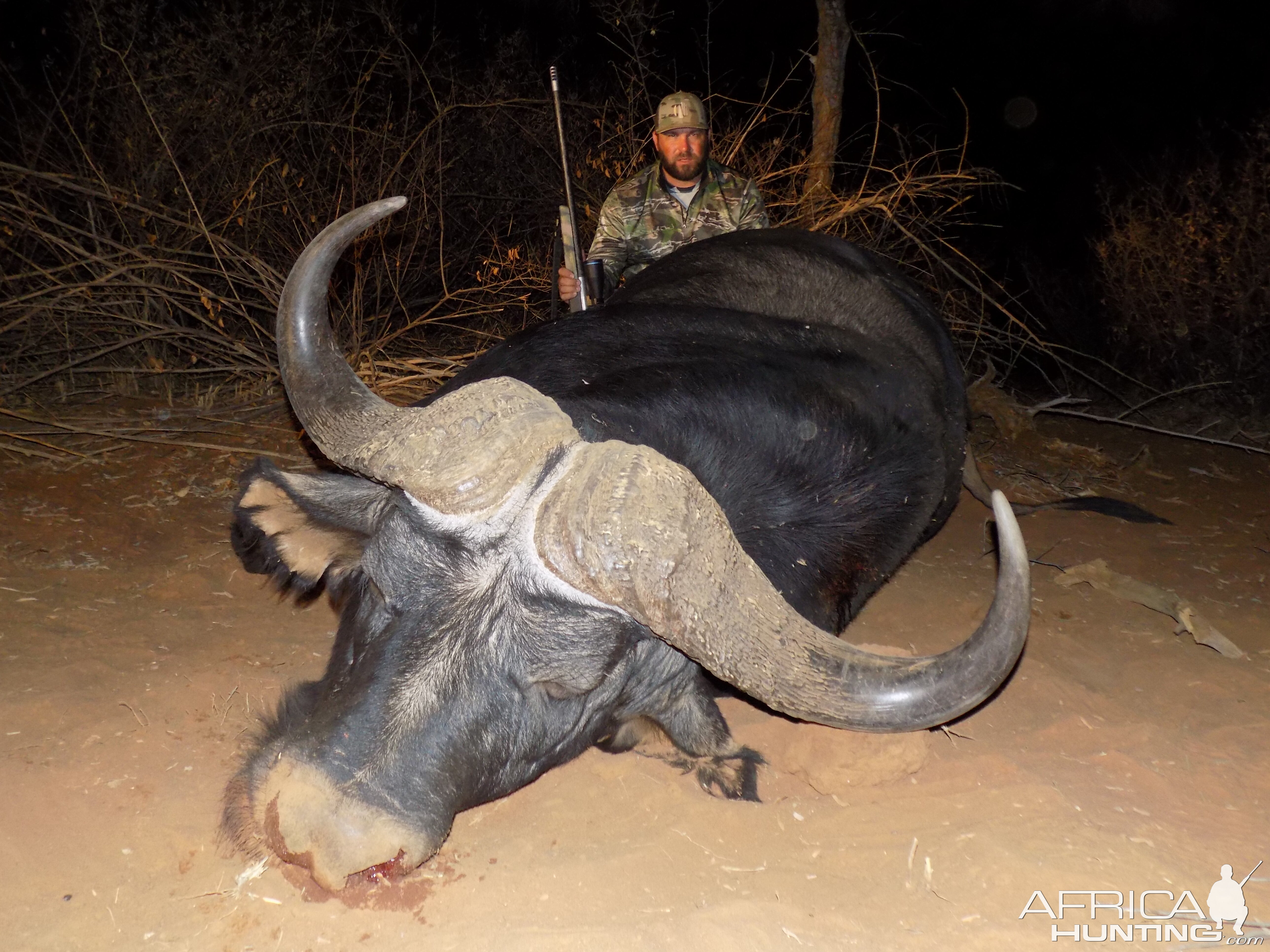 South Africa Hunting Buffalo