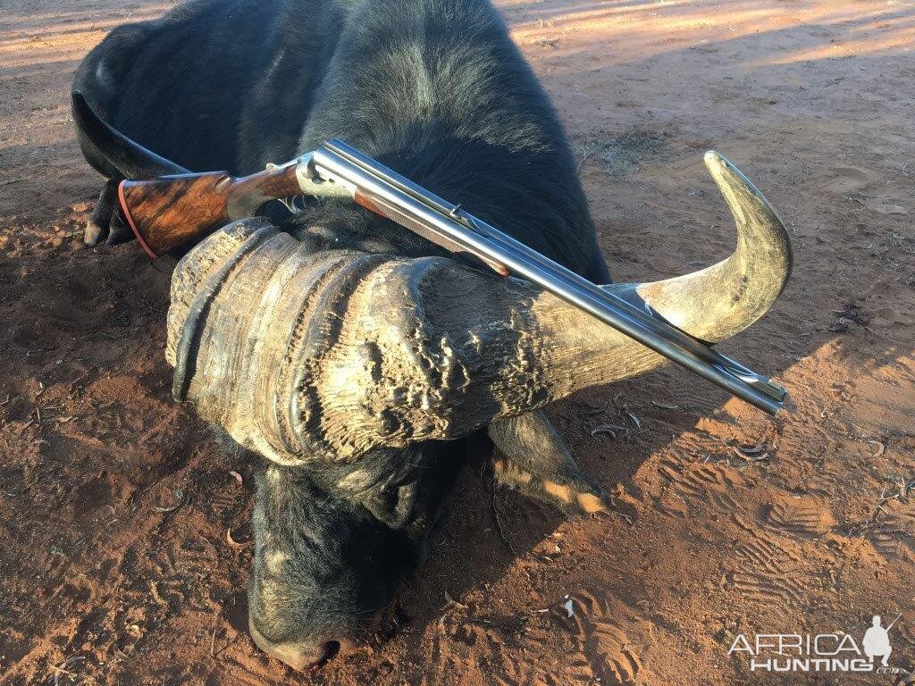 South Africa Hunting Buffalo