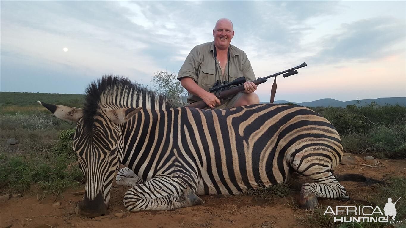 South Africa Hunting Burchell's Plain Zebra