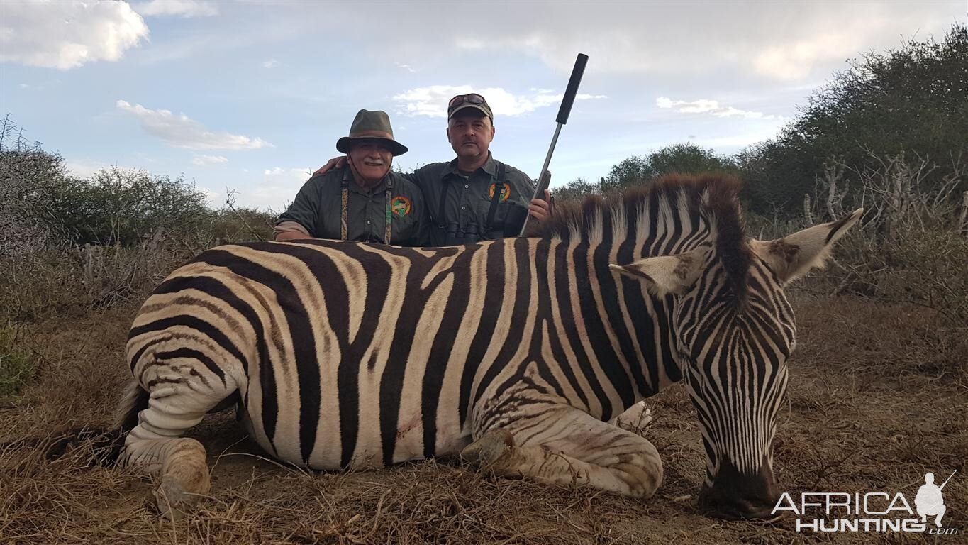 South Africa Hunting Burchell's Plain Zebra