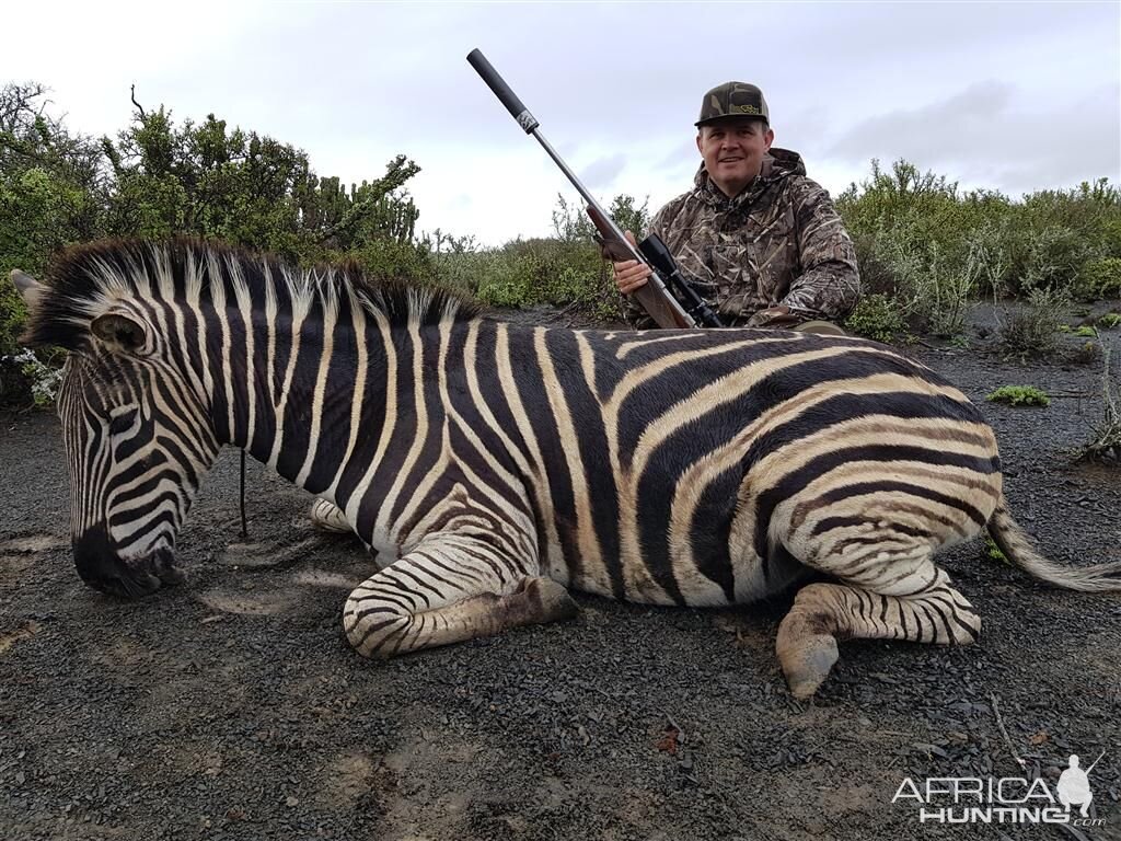 South Africa Hunting Burchell's Plain Zebra