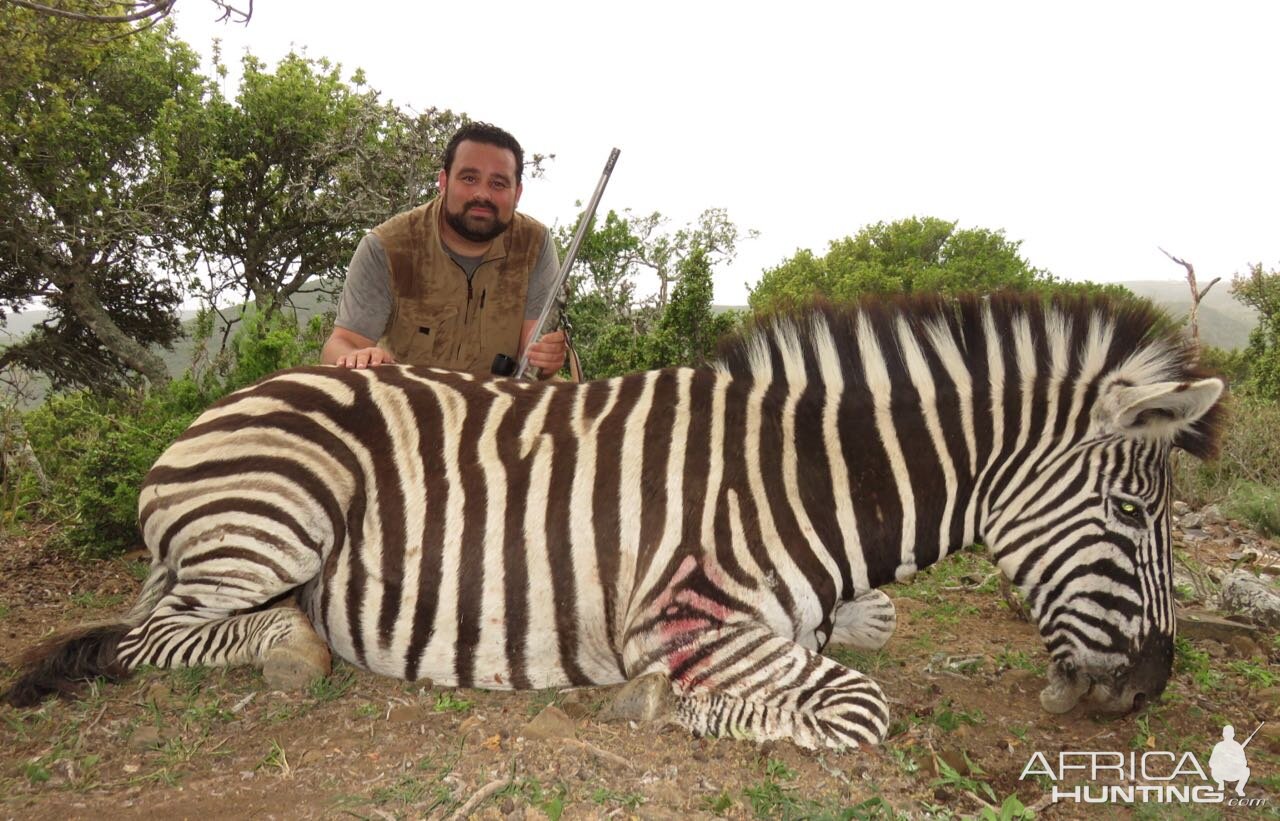 South Africa Hunting Burchell's Plain Zebra