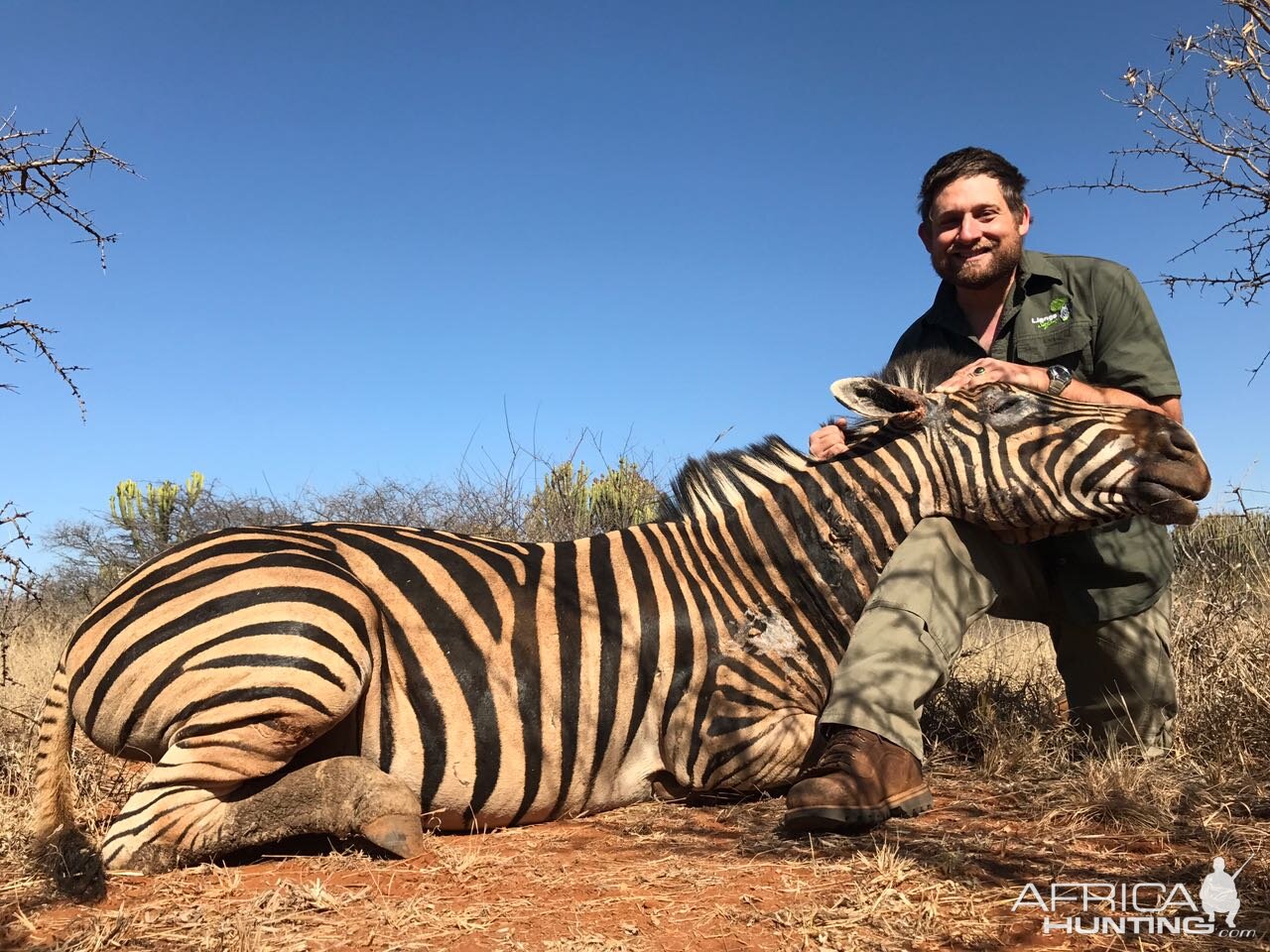 South Africa Hunting Burchell's Plain Zebra