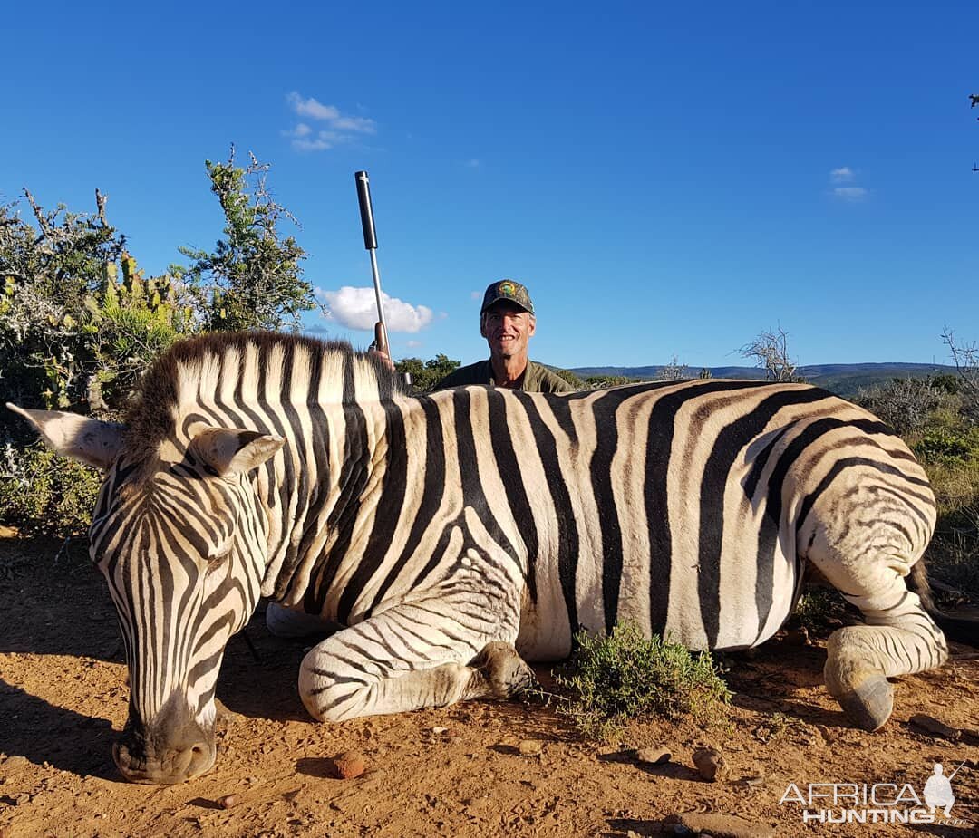 South Africa Hunting Burchell's Plain Zebra