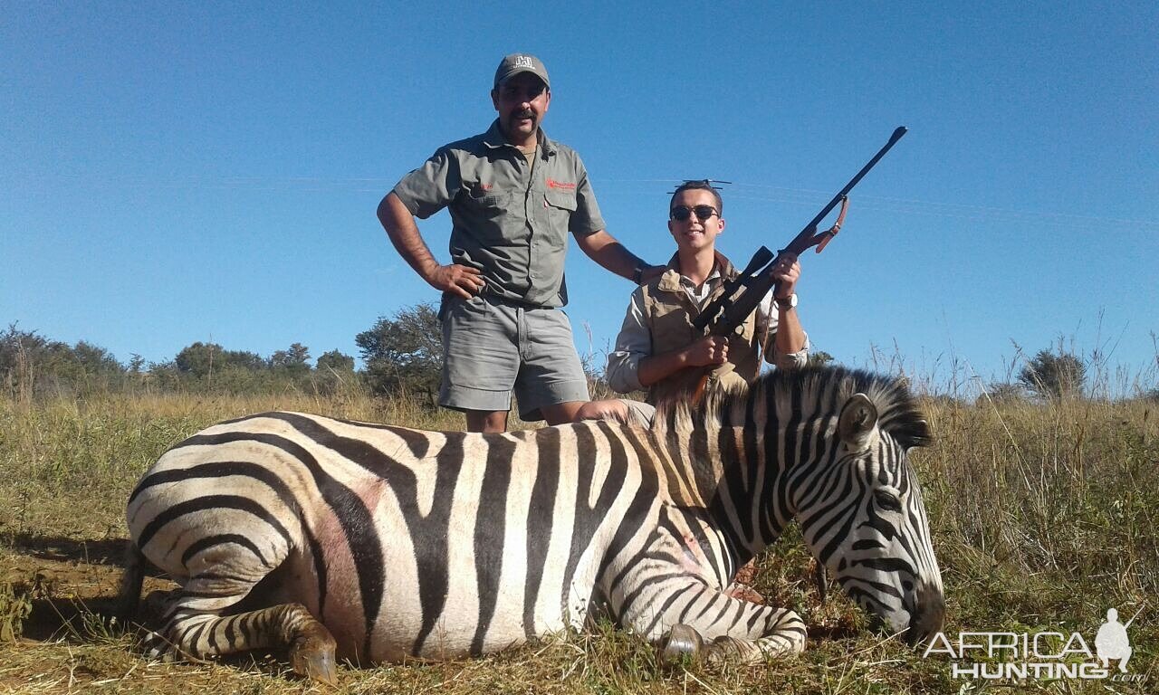 South Africa Hunting Burchell's Plain Zebra