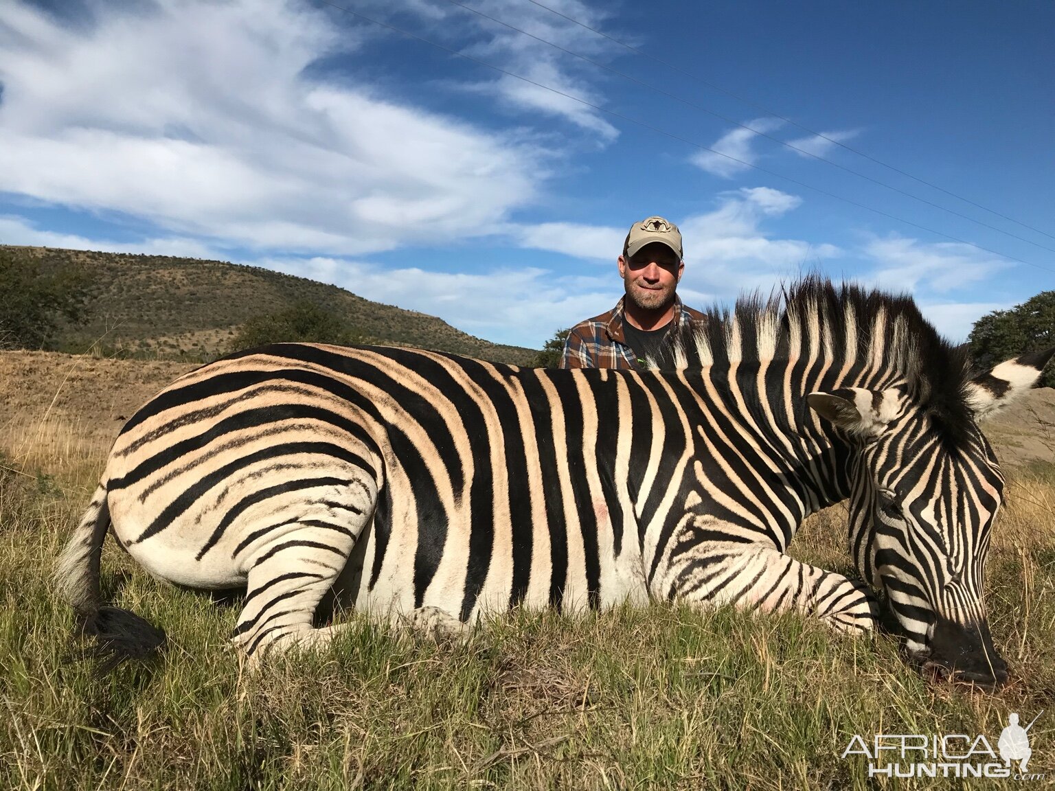 South Africa Hunting Burchell's Plain Zebra