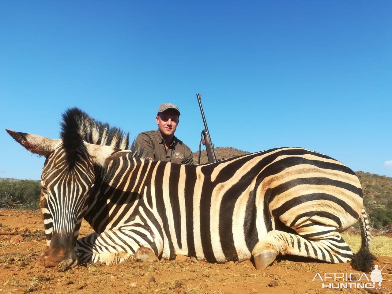 South Africa Hunting Burchell's Plain Zebra