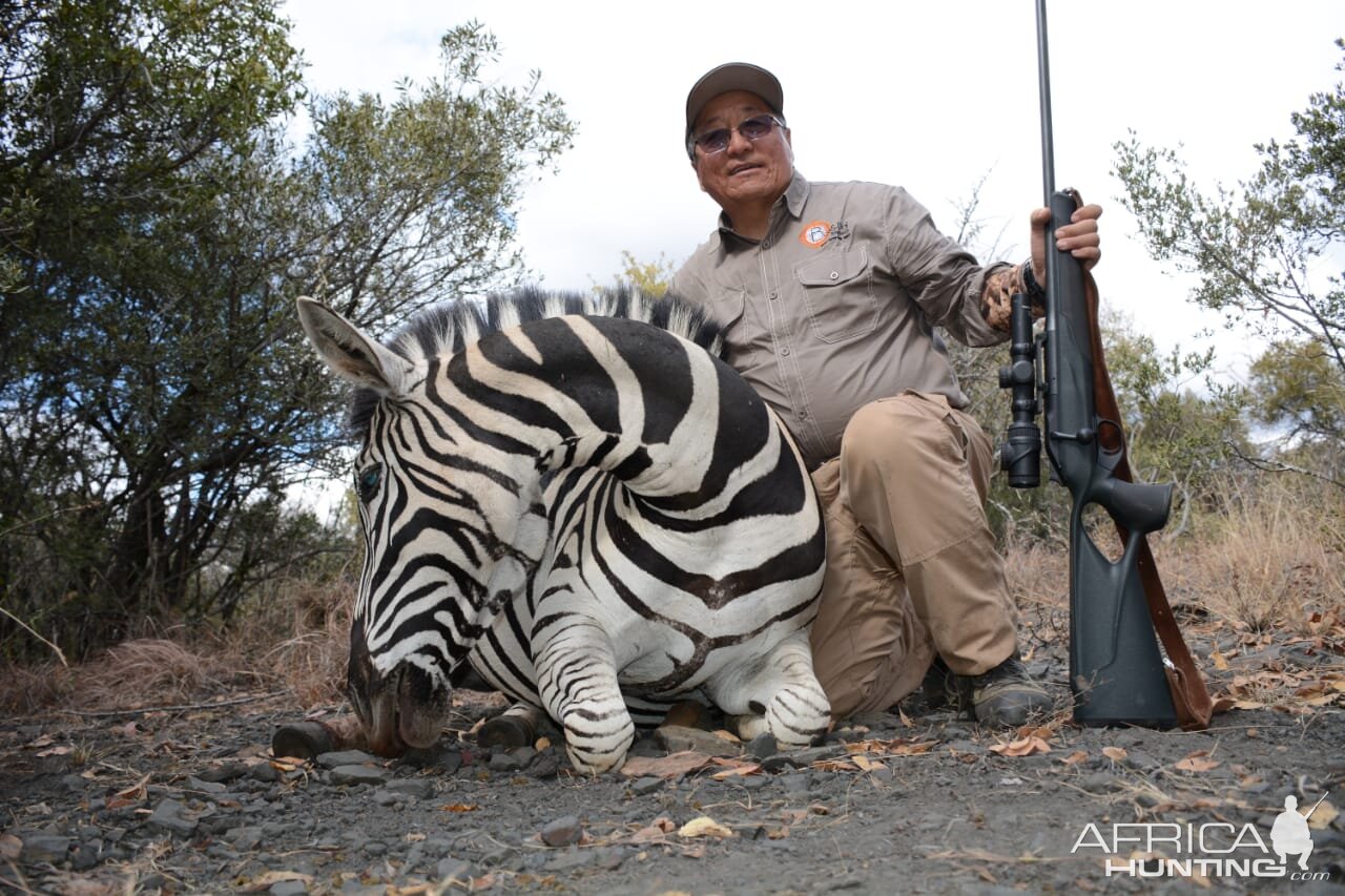 South Africa Hunting Burchell's Plain Zebra