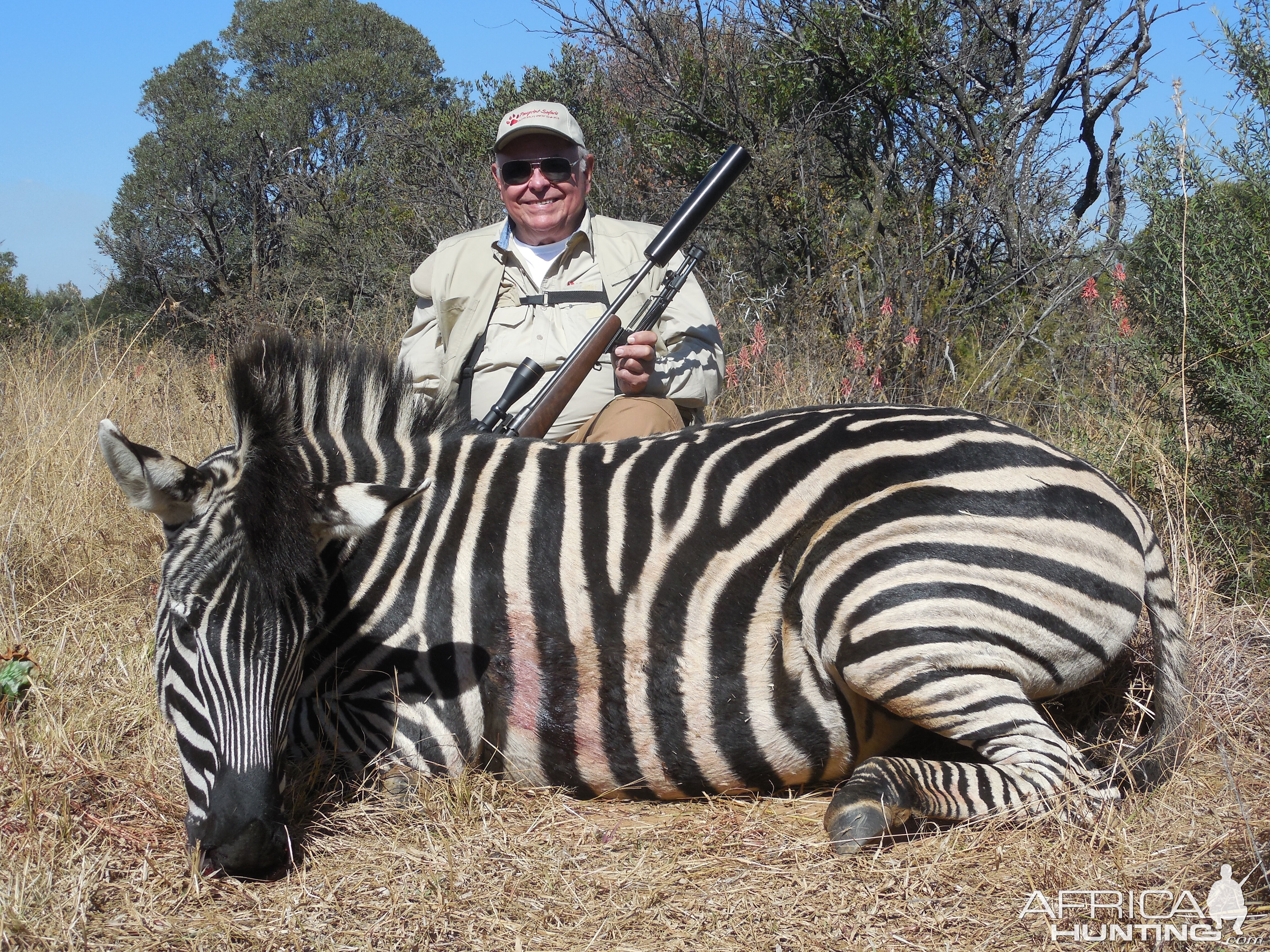 South Africa Hunting Burchell's Plain Zebra