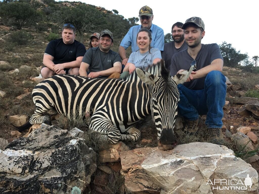 South Africa Hunting Burchell's Plain Zebra