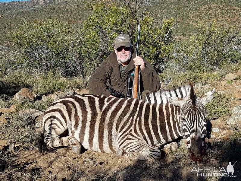 South Africa Hunting Burchell's Plain Zebra