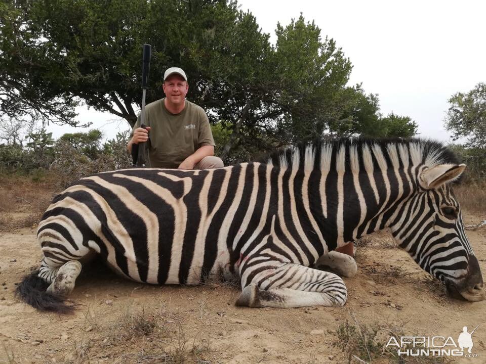 South Africa Hunting Burchell's Plain Zebra